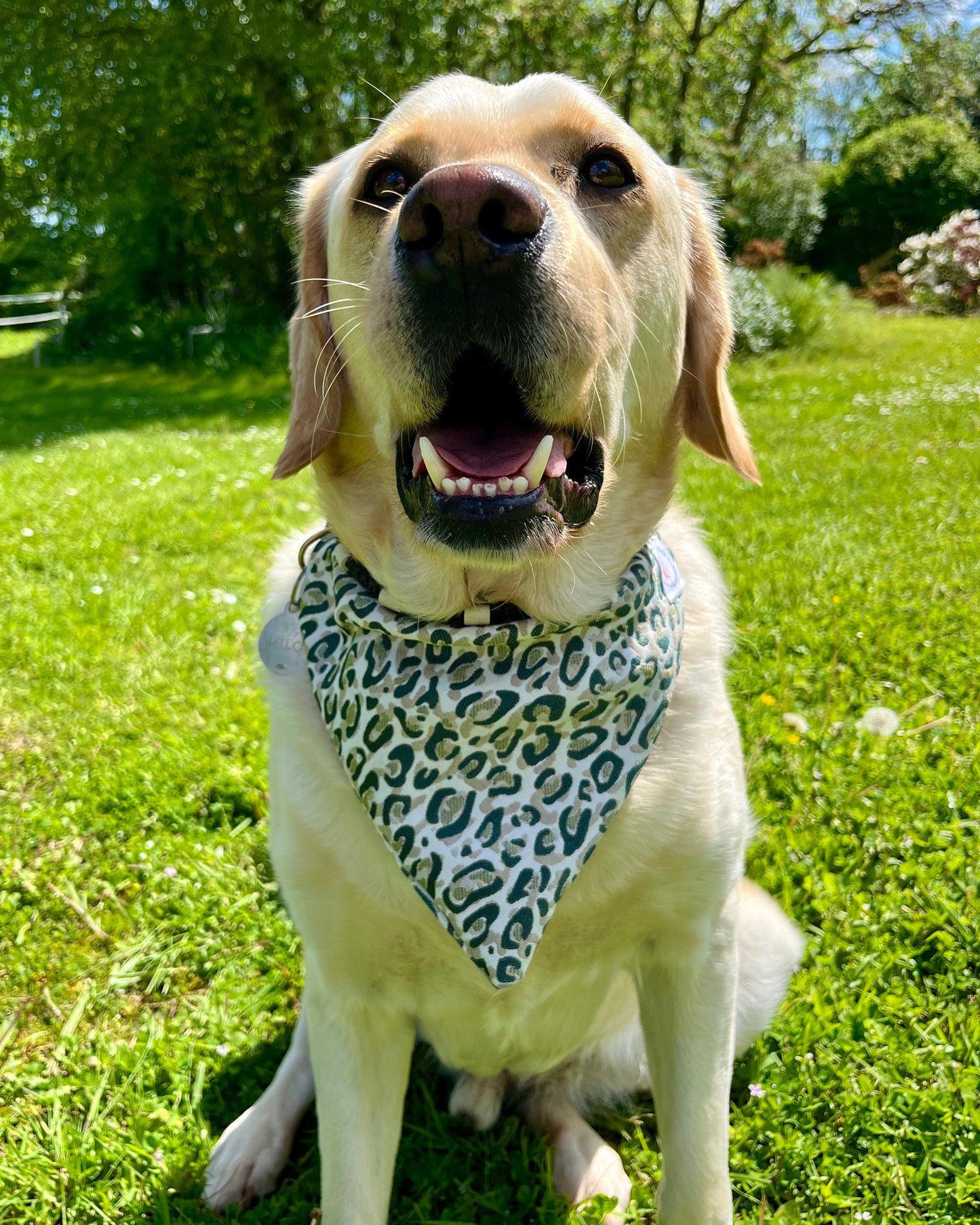 Bandana chien