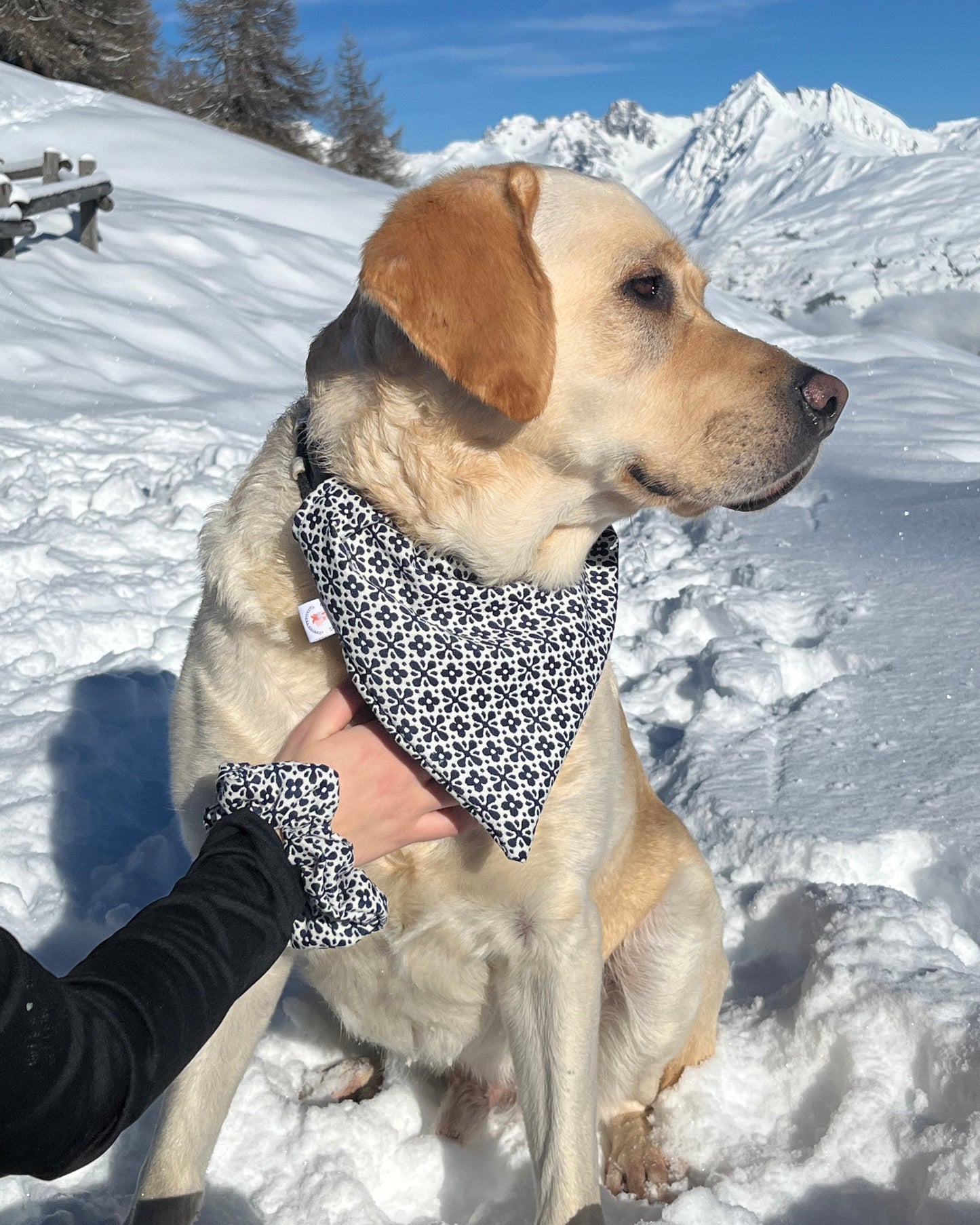 Bandana chien